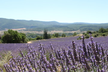 Obraz premium Lavendelfeld 