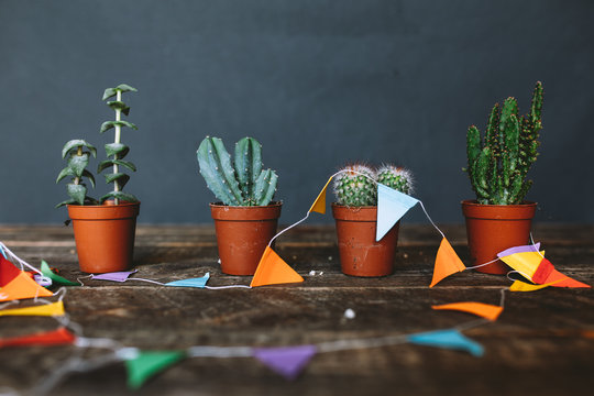 Tiny Cactus Party