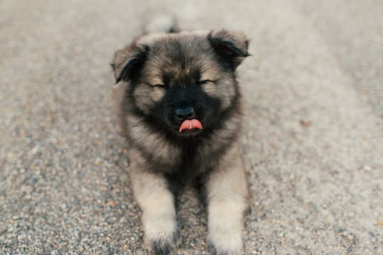 Puppy