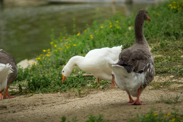 Duck and puppy duck closeup