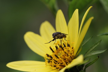 mouche