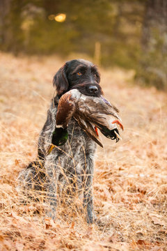 Hunting Dog Holding Duck In Its Mouth
