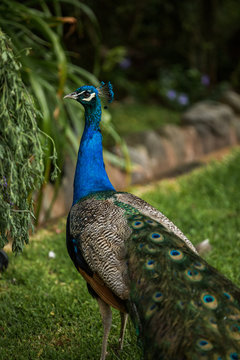 Blue And Green Peacock In A Garden