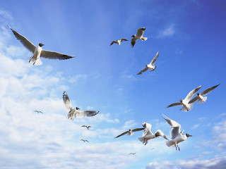Dreams of freedom. Black-headed seagulls fly in the sunny blue sky with some light cirrus clouds.