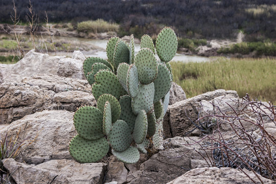 Cactus growing in the rocks