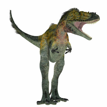 Alioramus Dinosaur on White - Alioramus was a carnivorous theropod dinosaur that lived in Asia in the Cretaceous Period.