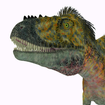 Alioramus Dinosaur Head - Alioramus was a carnivorous theropod dinosaur that lived in Asia in the Cretaceous Period.