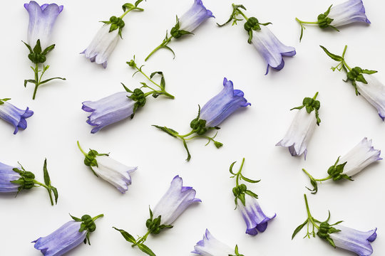 Purple campanula flower background