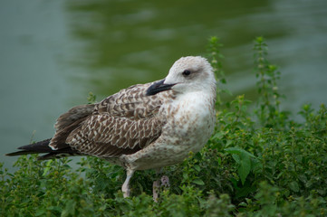 gull in the foreground