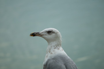 gull in the foreground
