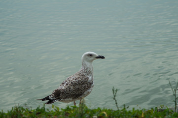gull in the foreground