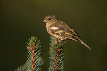 Buchfink, Common chaffinch, Fringilla coelebs