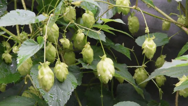 Humulus lupulus Chmiel zwyczajny Luppolo ホップ video Echter Hopfen K&ouml;z&ouml;ns&eacute;ges koml&oacute; videotechnik Humala vid&eacute;o Humle Hoa bia Wideo 蛇麻 common hop Хмель обыкновенный