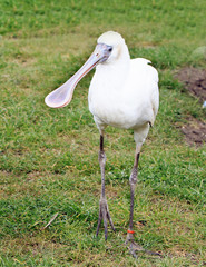 African Spoonbill with a natural grass background