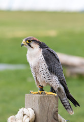 Peregrine Falcon with a natural green background perched on a wooden post