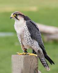 Peregrine Falcon Resting on a wooden post with a natural green background