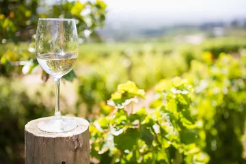 Fotobehang Wijn Glas wijn in wijngaard