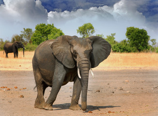 Fototapeta premium Large Bull Elephant standing on the plains in Makololo with a cloudy stormy sky