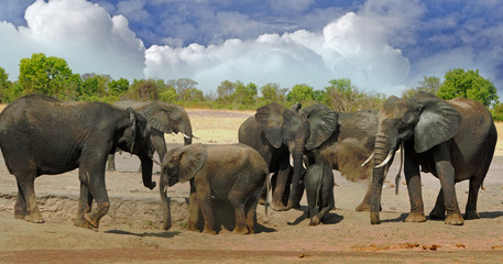 Large herd of elephants surround a waterhole with a lovely bushveld and cloudscape sky in Hwange, Zimbabwe