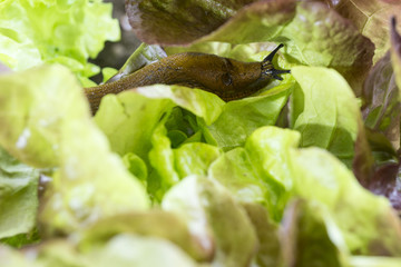 a slug in the garden eating a lettuce leaf. snail invasion in the garden. Spanish slug (Arion vulgaris)