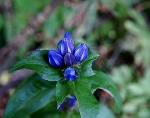 Bottle (Closed) Gentian