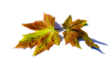 Herbst Ahornblatt gelb rot ahorn herbstfarben isoliert freigestellt auf weißen Hintergrund,...