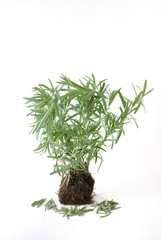 Rosemary plant
