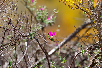 Purple flower growing between the branches