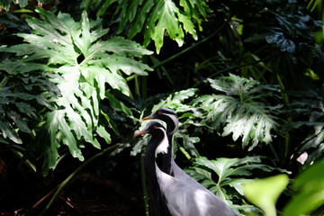 A pair of Demoiselle Cranes with a lush background of dark green foliage. 
