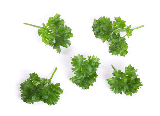 Curly parsley isolated on a white background