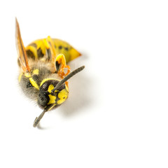 Wespe (Vespidae) Makrofotografie