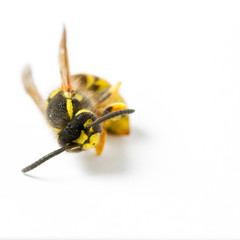 Wespe (Vespidae) Makrofotografie