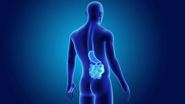 Stomach and Intestine with Organs