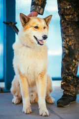 West Siberian Laika Siing On Floor