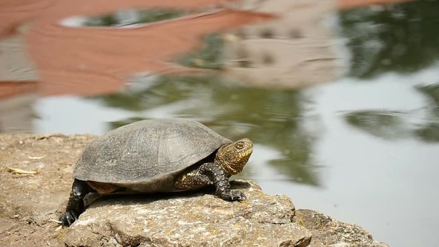 Old swamp turtle on the shore of a quiet pond, slow motion