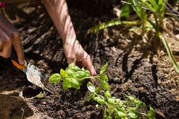 Woman planting sapling in garden