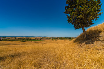 green tree on Senese Clays landscape