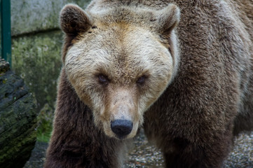 Fototapeta premium Braunbär
