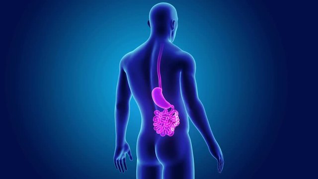 Stomach and Small Intestine with Body