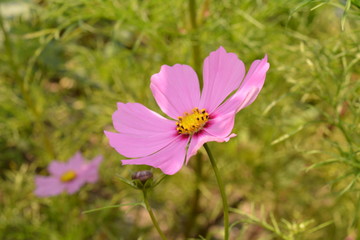 Fototapeta premium Sommer Blumen 