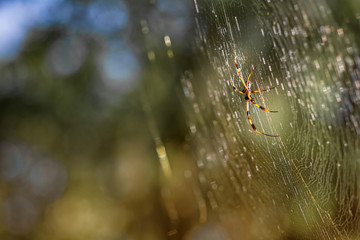 Orb Weaver Spider on Web