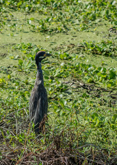 Heron in the Swamp