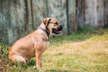 Ca De Bou Or Perro De Presa Mallorquin Puppy Sit Outdoor On Green Grass