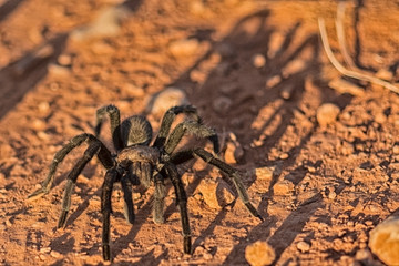 Desert Tarantula