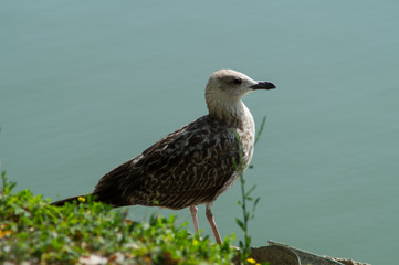 gull in the foreground