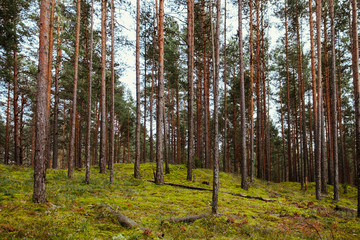 Obraz premium Old forest with moss covered trees and rays of sun in summer autumn