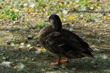 Fototapeta premium duck and puppy duck closeup
