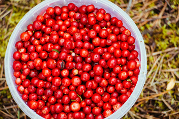 Bucket with cranberries in the forest top view flatlay