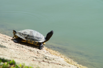 turtle in the foreground