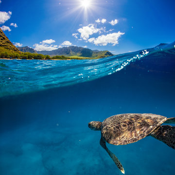 Turtle Under Water Line In Sea Under Blue Sky